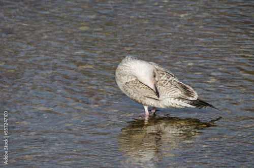 Juvenile Vega gull Larus argentatus vegae preening. Motosakumui Bashi. Shibetsu. Hokkaido. Japan. photo