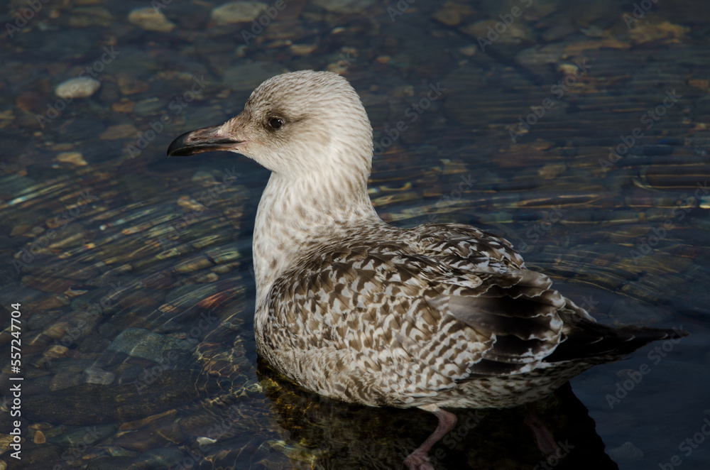 Juvenile Vega gull Larus argentatus vegae. Motosakumui River mouth. Shibetsu. Hokkaido. Japan. Juvenile Vega gull Larus argentatus vegae. Motosakumui River mouth. Shibetsu. Hokkaido. Japan.