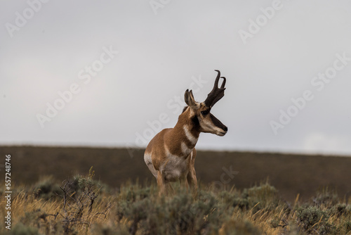 antelope buck on the skyline
