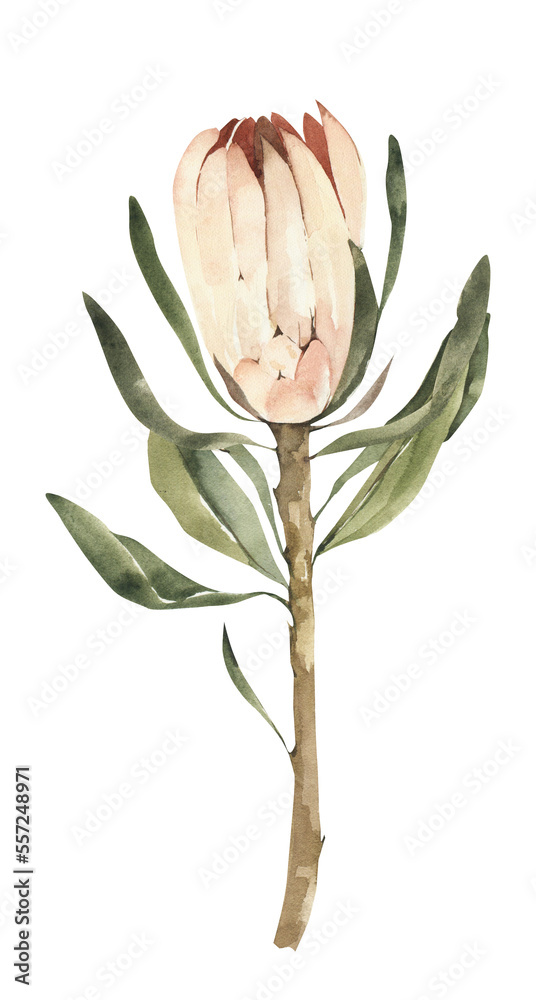 Watercolor Protea flower clipart. Digital botanical illustration. Watercolor Protea flower clipart. Digital botanical illustration.