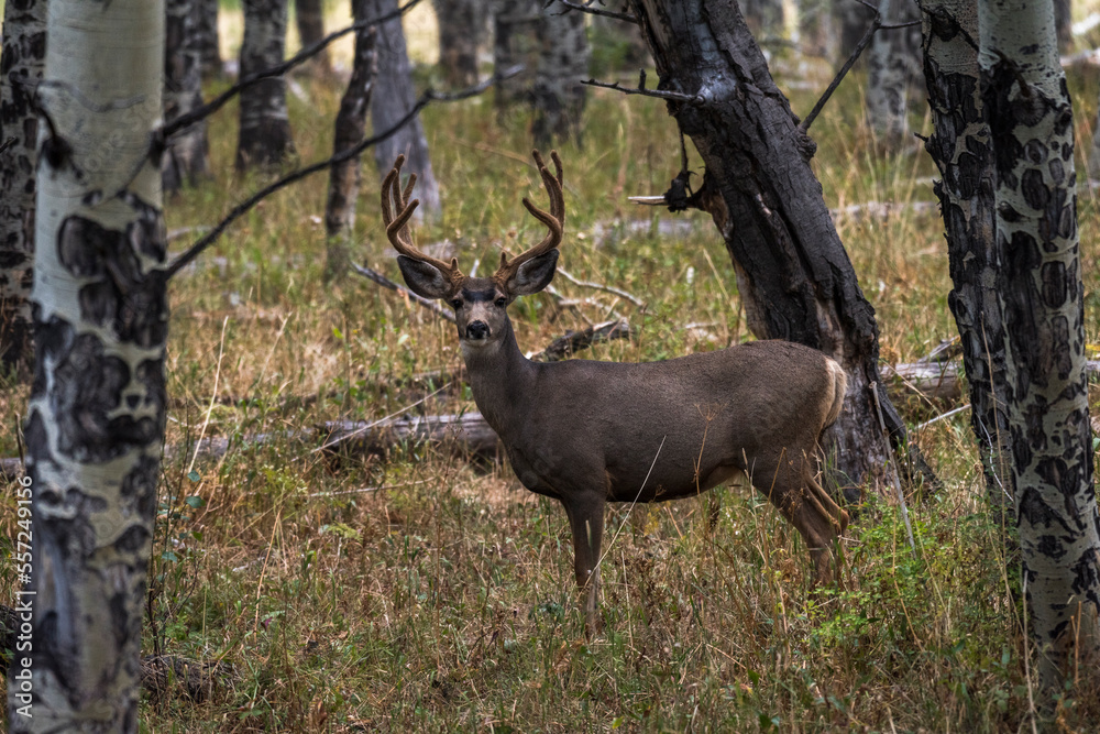mule deer buck in velvet