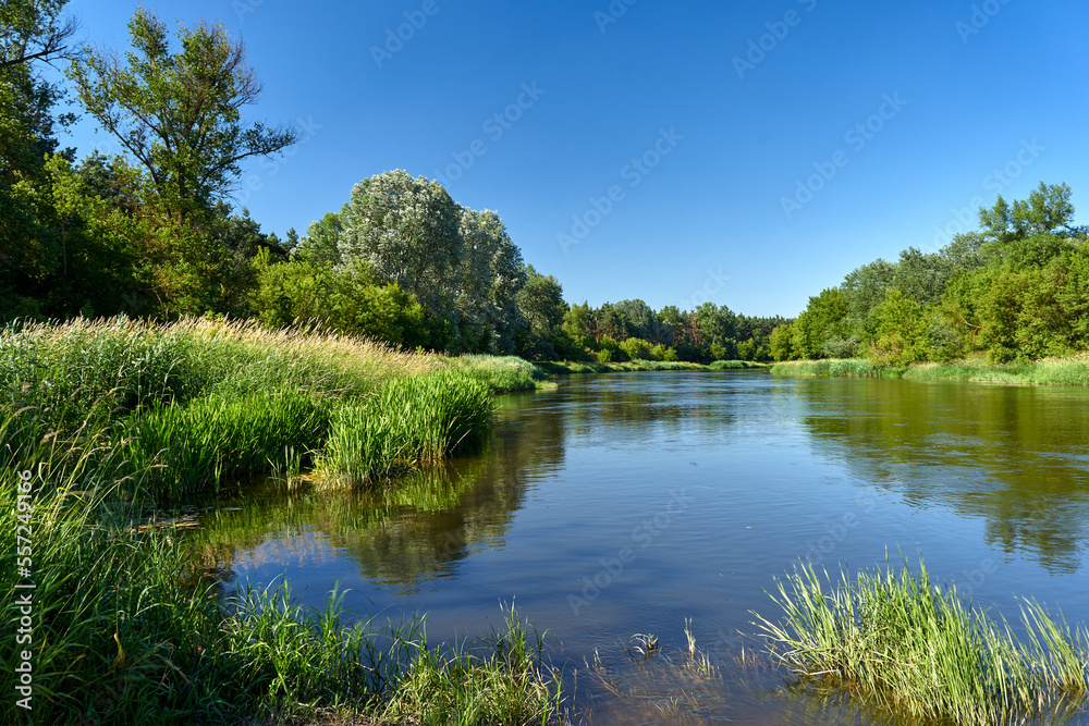 deciduous forest on the banks of the river Warta during summer