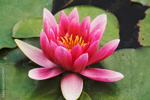 Water Lily  pink flower
