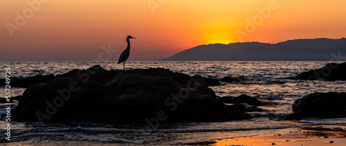 Sunset Bird Silhouette Great Egret Colorful Banner