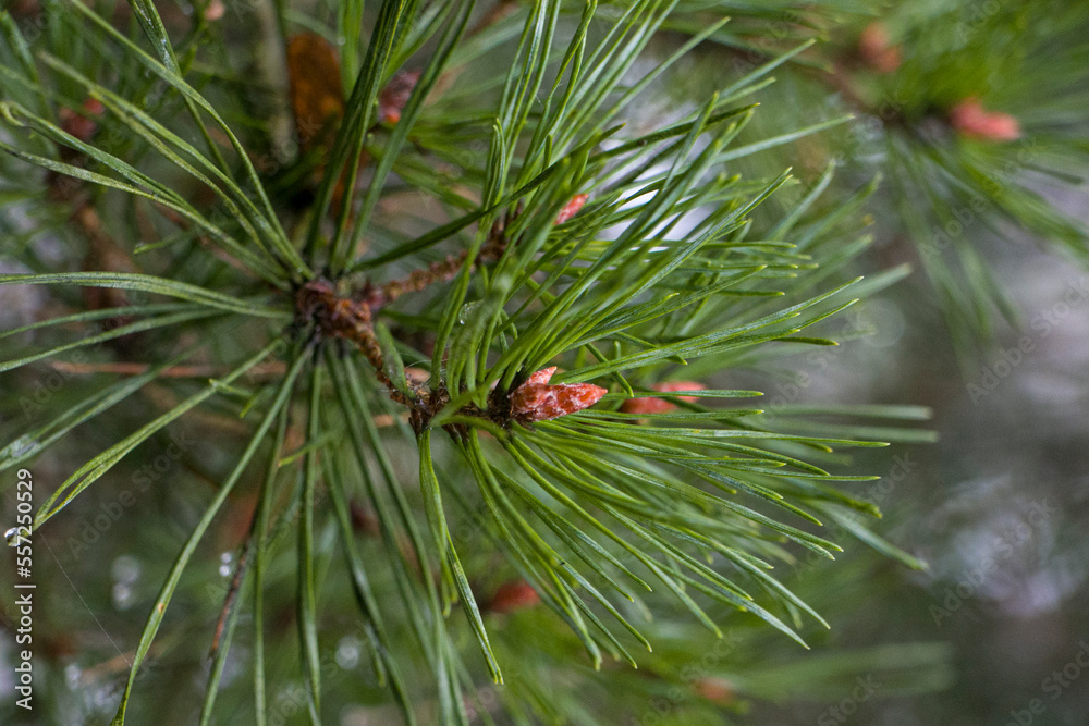 Coniferous branch in the forest. Pine tree branch. Pine green needles on a branch. Coniferous branch in the forest. Pine tree branch. Pine green needles on a branch.