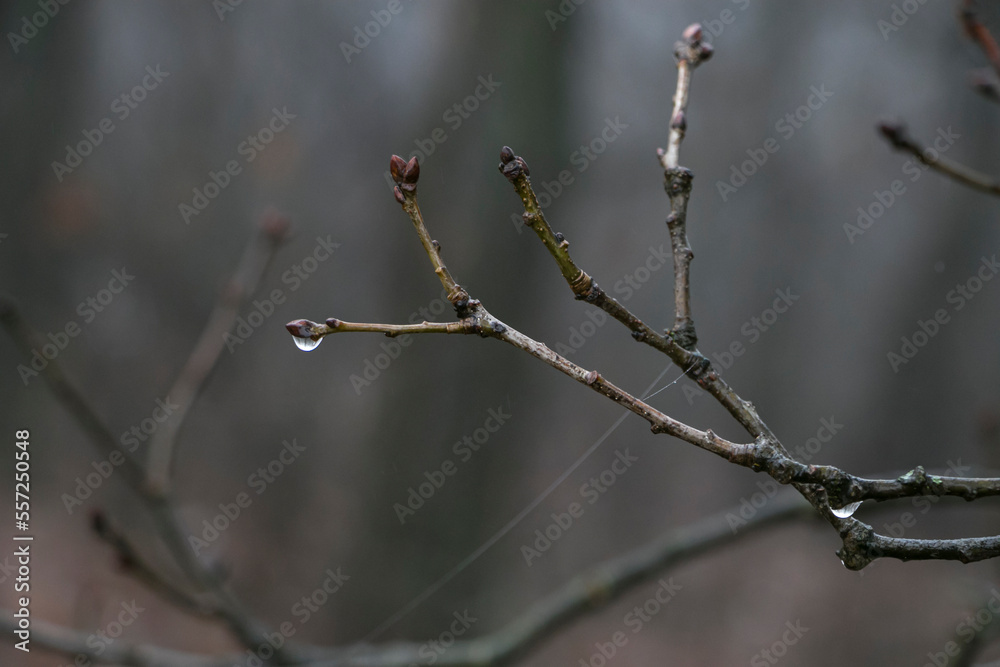 Obraz premium Drops of water on thin branches. Raindrops on tree branches. Dew drops on the branches of trees. Wet weather, dew drops, rain drops.