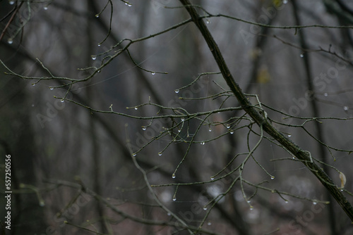 Drops of water on thin branches. Raindrops on tree branches. Dew drops on the branches of trees. Wet weather, dew drops, rain drops.