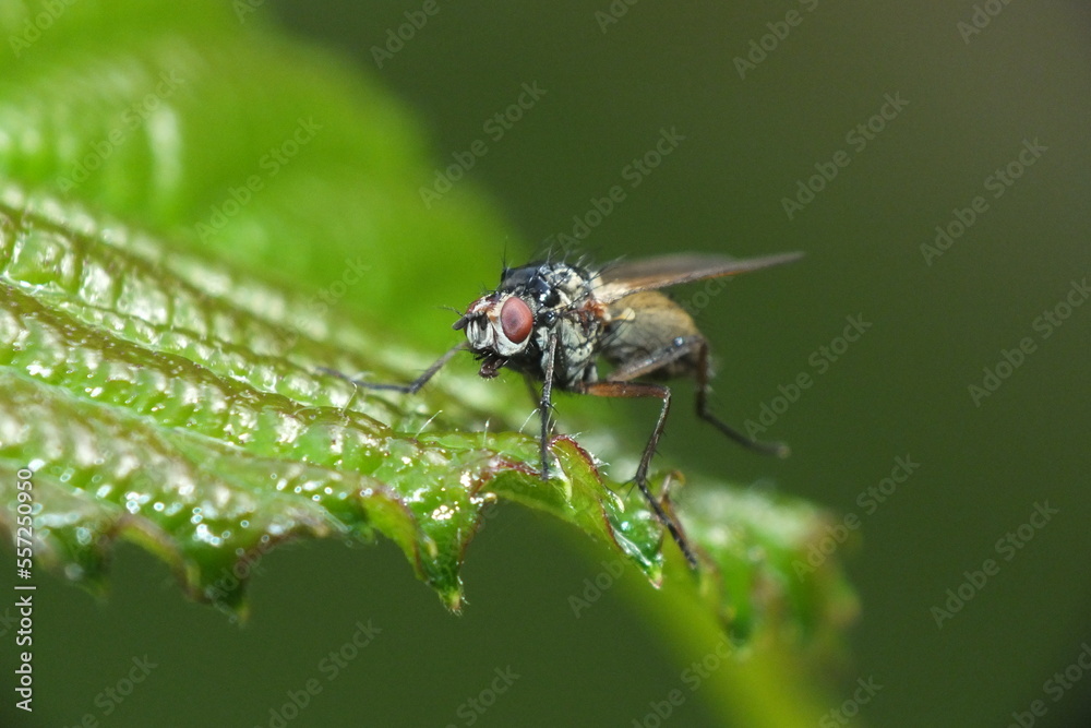 macro image of insect fly sitting on a leaf