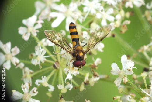 Hover fly collecting pollen from white flower © Allison