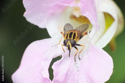 Hover fly collecting pollen from pink flower © Allison