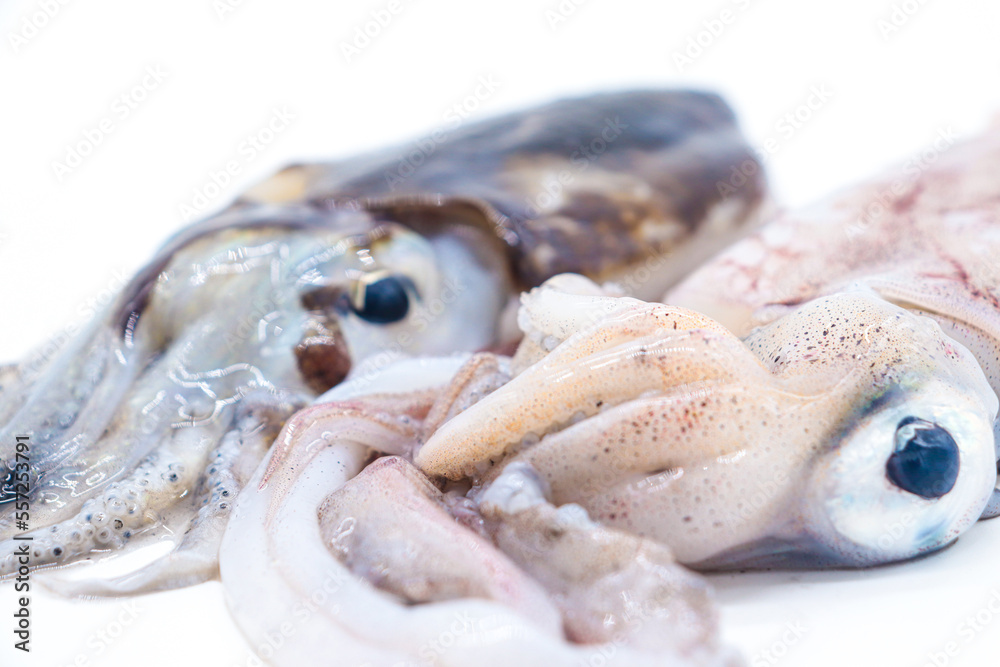 cuttlefish and squid isolated on white background cuttlefish and squid isolated on white background