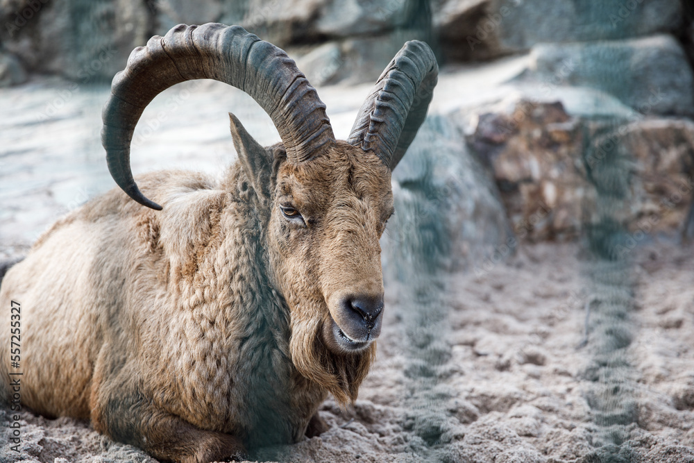 Alpine Ibex. Capra ibex. Hellabrunn, Zoo Munich, Germany