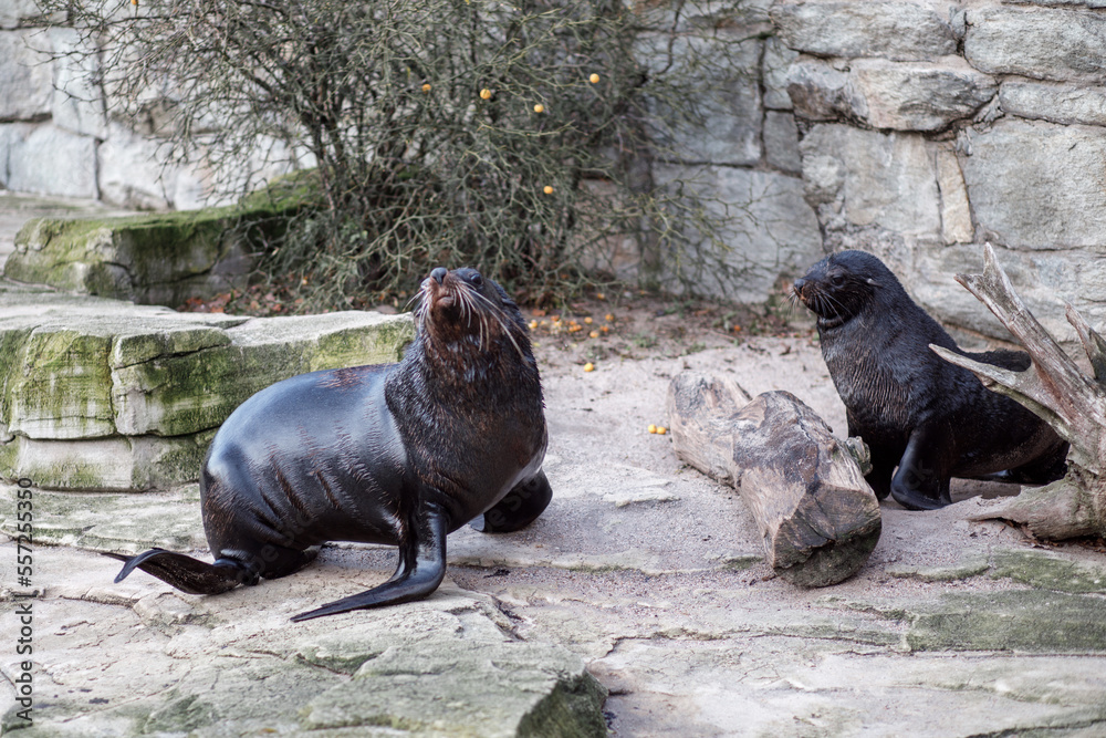 Fototapeta premium South American sea lion found in Hellabrunn, Zoo Munich, Germany
