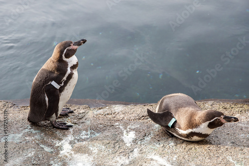 Funny penguins are resting on a rocky shore in the zoo