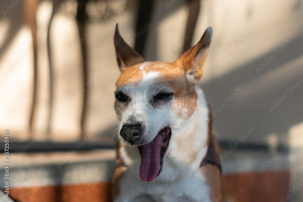 Funny senior orange and white dog yawning on a sunny afternoon Funny senior orange and white dog yawning on a sunny afternoon