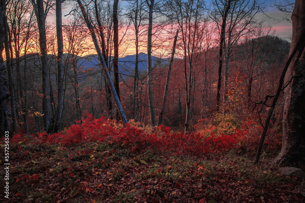 Autumn forest at dawn. Bright colors of the autumn forest.