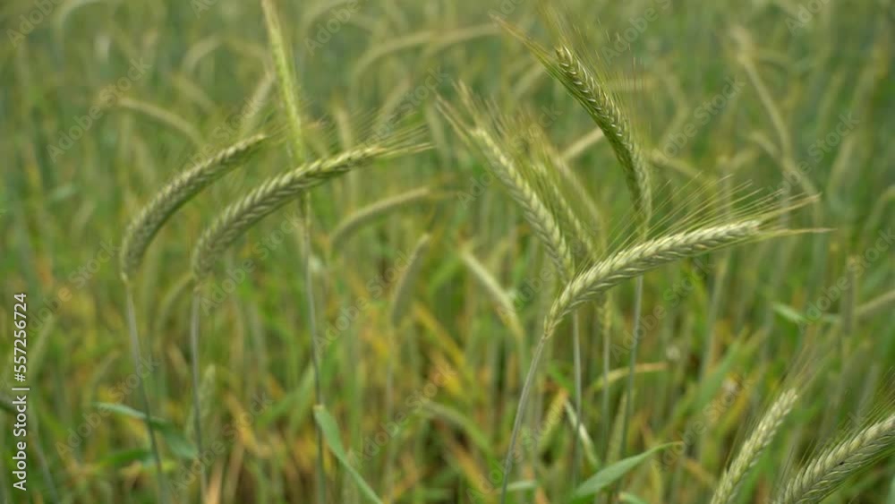 Long green spikelets of wheat close-up against blurred wheat field. Spikes of wheat bent under weight of grains. Ecological crop production. Delivery and sale of wheat. Selective focus. Long green spikelets of wheat close-up against blurred wheat field. Spikes of wheat bent under weight of grains. Ecological crop production. Delivery and sale of wheat. Selective focus.