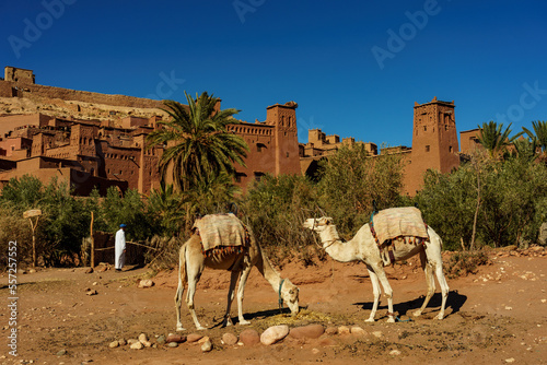 North Africa. Morocco. Ksar Ait Ben Haddou in the Atlas Mountains of Morocco. UNESCO World Heritage Site since 1987. Camels in front of the village of Ait Ben Haddou