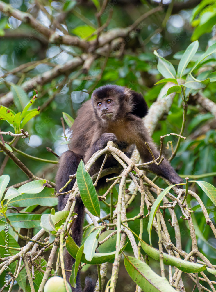 Fototapeta premium Monkey, capuchin monkey in a woods in Brazil among trees in natural light, selective focus.