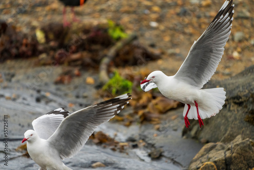 The Red-billed-gull (Chroicocephalus novaehollandiae scopulinus) photo