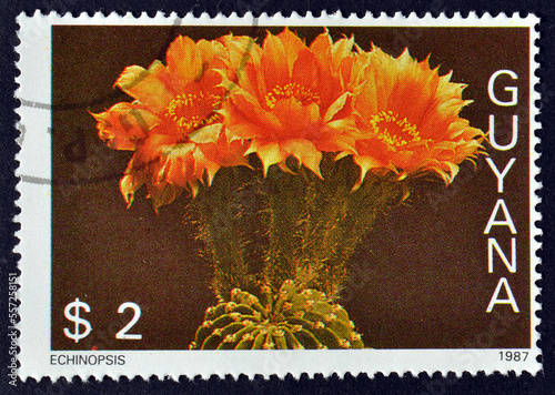 Cancelled postage stamp printed by Guyana, that shows Echinopsis, circa 1987. photo