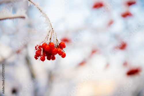 Bunches of red viburnum hang on the branches. The berries are covered with snow. Winter time of the year.
