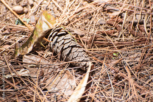 Pine cone, a dry pine cone lying on the ground, natural light, selective focus.