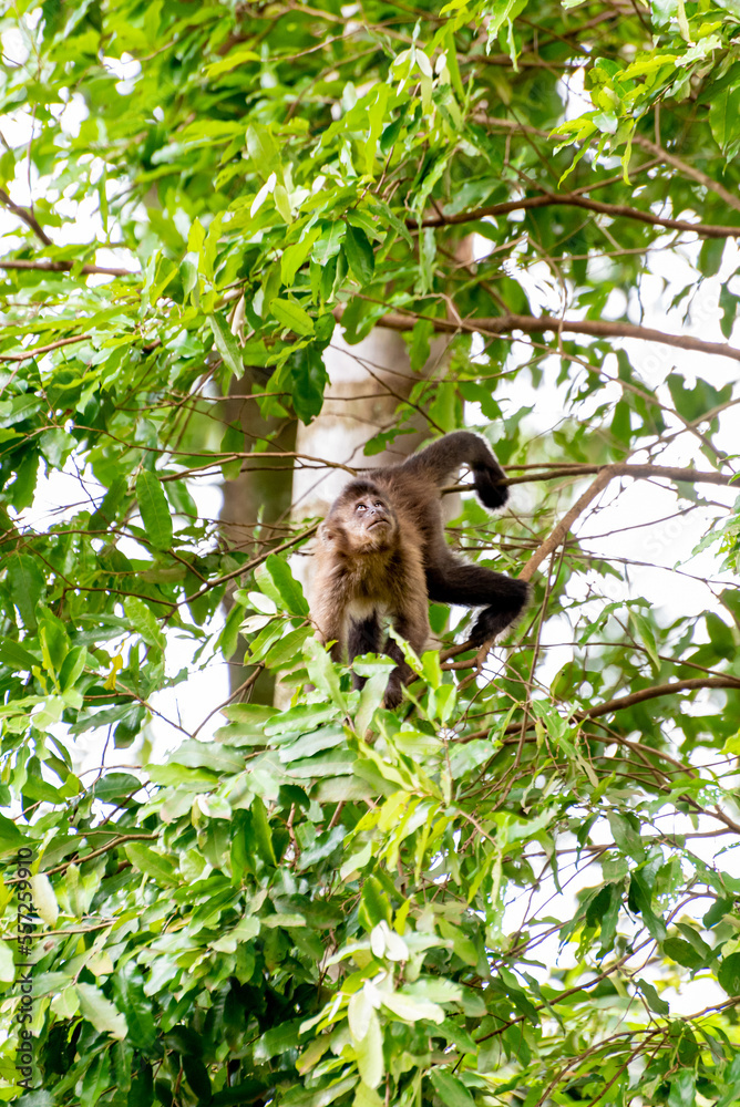Monkey, capuchin monkey in a woods in Brazil among trees in natural light, selective focus. Monkey, capuchin monkey in a woods in Brazil among trees in natural light, selective focus.