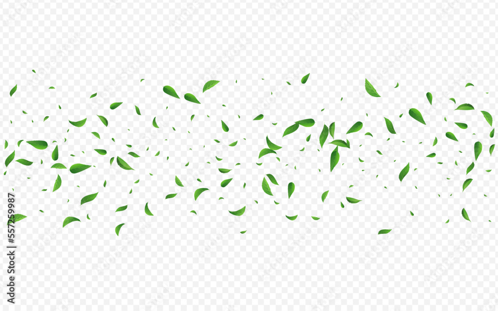 Lime Leaves Spring Vector Transparent Background Lime Leaves Spring Vector Transparent Background