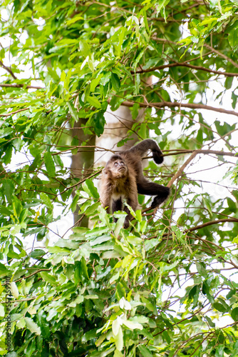 Monkey, capuchin monkey in a woods in Brazil among trees in natural light, selective focus.