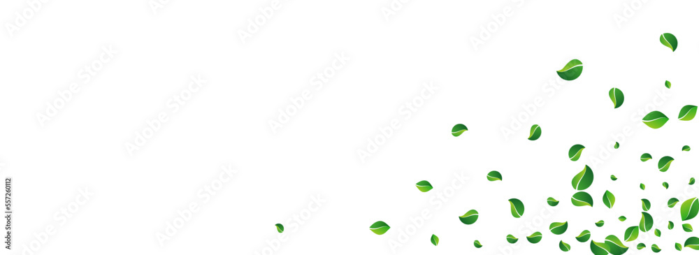 Mint Greens Flying Vector Panoramic White Mint Greens Flying Vector Panoramic White
