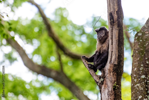 Monkey, capuchin monkey in a woods in Brazil among trees in natural light, selective focus.