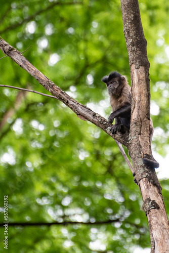 Monkey, capuchin monkey in a woods in Brazil among trees in natural light, selective focus.