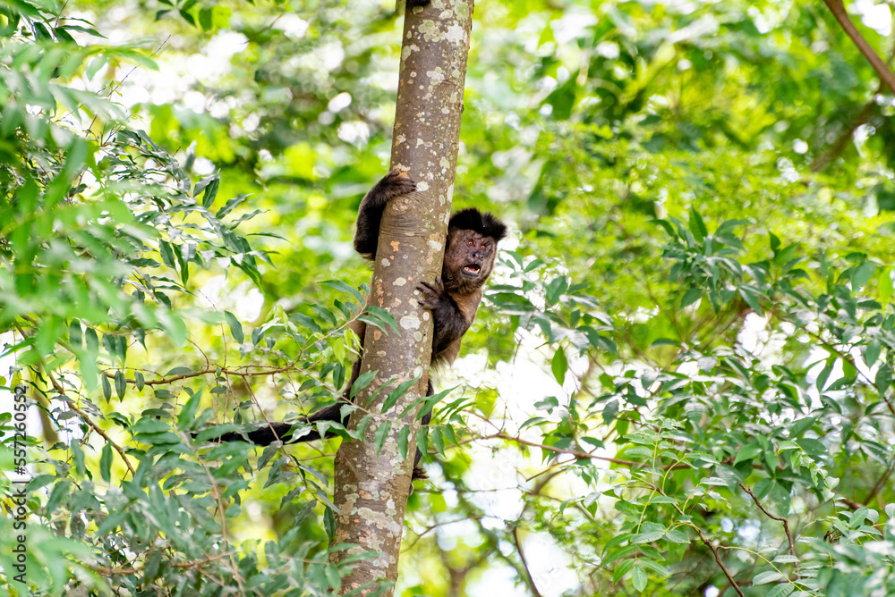 Fototapeta premium Monkey, capuchin monkey in a woods in Brazil among trees in natural light, selective focus.