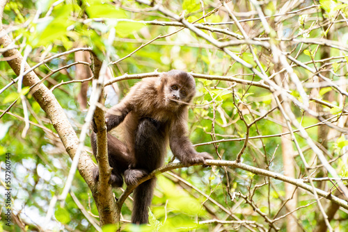 Monkey, capuchin monkey in a woods in Brazil among trees in natural light, selective focus.