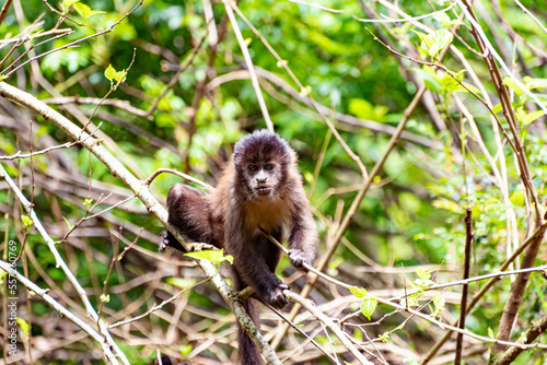 Monkey, capuchin monkey in a woods in Brazil among trees in natural light, selective focus. photo