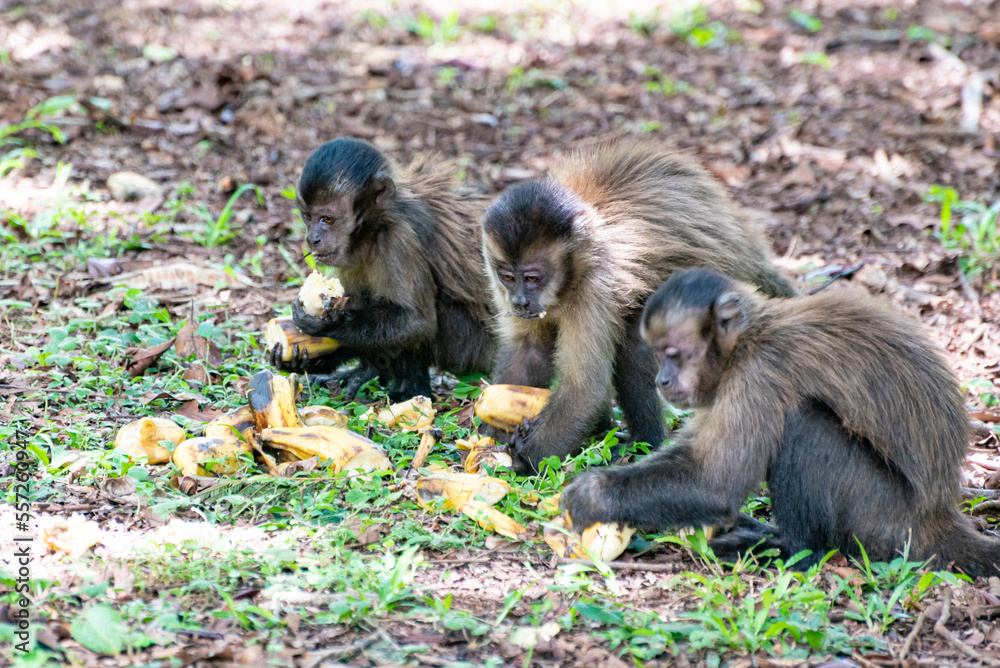 Fototapeta premium Monkey, capuchin monkey in a rural area in Brazil loose on the ground, natural light, selective focus.