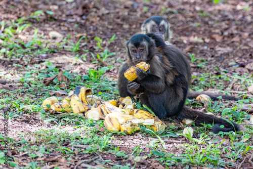 Monkey, capuchin monkey in a rural area in Brazil loose on the ground, natural light, selective focus. photo