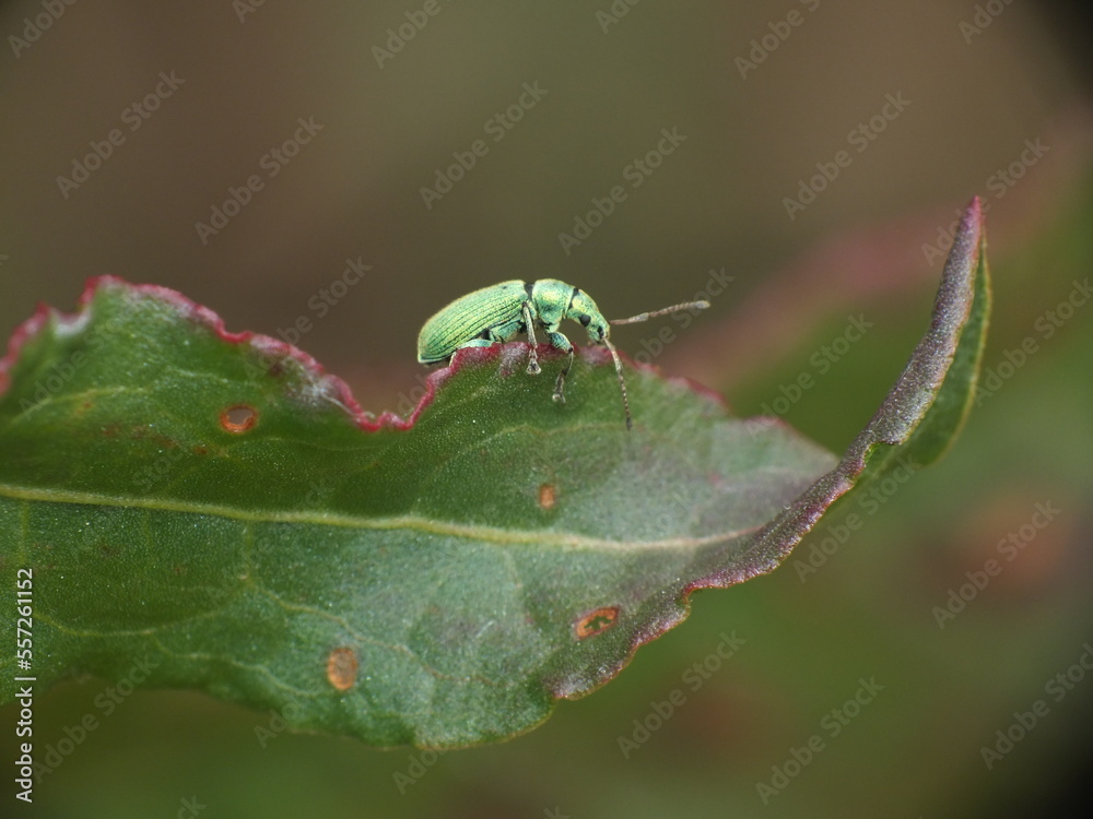 Macro of Phyllobius pomaceus beetle on green leaf Macro of Phyllobius pomaceus beetle on green leaf