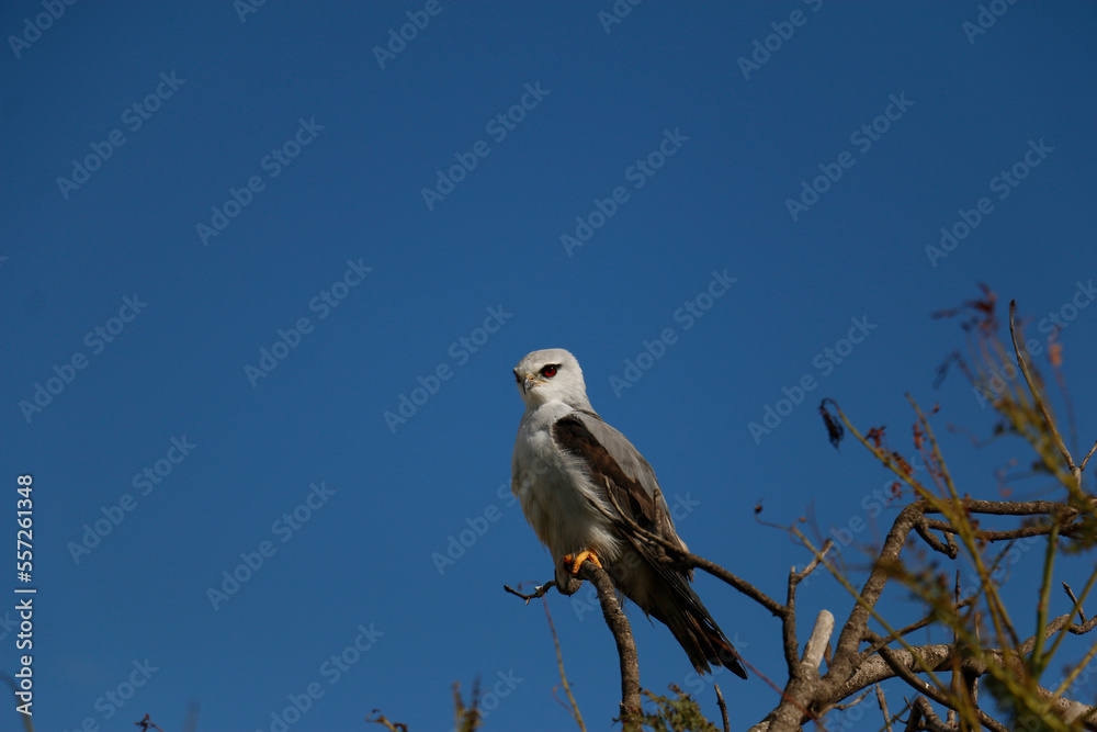 falcon on a branch against the blue sky falcon on a branch against the blue sky