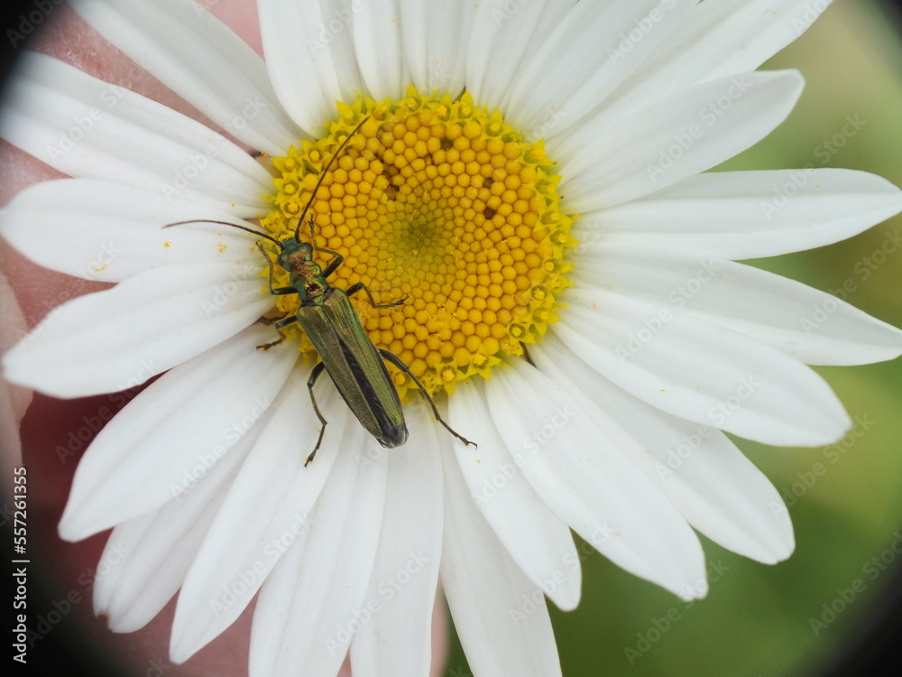 Oedemera nobilis, also known as the false oil beetle, thick-legged flower beetle on a daisy Oedemera nobilis, also known as the false oil beetle, thick-legged flower beetle on a daisy