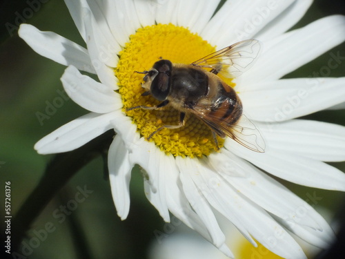 Honey bee collecting pollen on a daisy