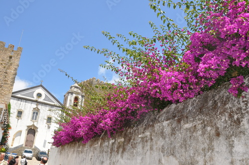 Flowers of Portugal