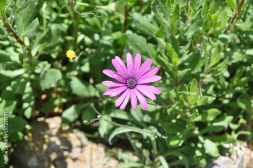 Flowers of Portugal