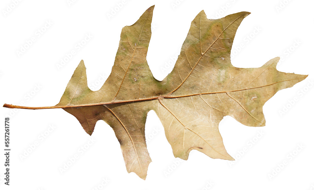 Leaf fallen from a tree. Transparent background. Leaf fallen from a tree. Transparent background.