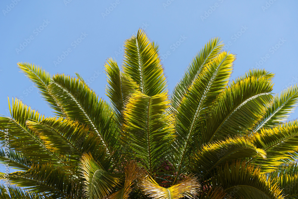 Fototapeta premium Tropical palm tree with green palm branches against a clear blue sky. Summer, vacation, relaxation, sun concept.