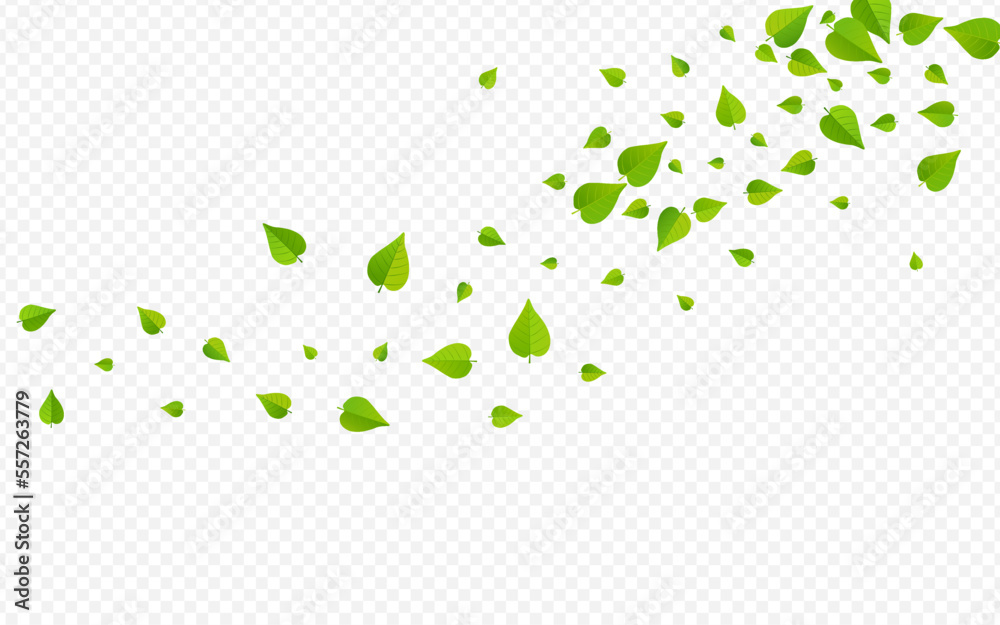 Mint Leaf Motion Vector Transparent Background Mint Leaf Motion Vector Transparent Background