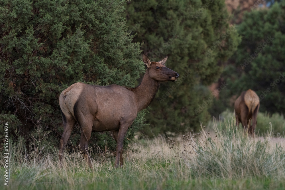 elk feeding in the forest