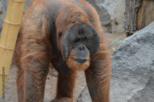 male orangutan walking on hands and feet
