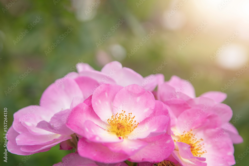 harkness rosa. Rose with small pink flat flowers with glow from the sunset